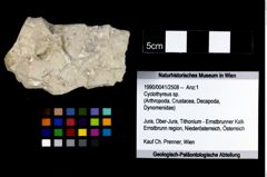 Foto (Objekt + Etikett) von Cyclothyreus sp.  (NHMW-GEO-1990-0041-2508)